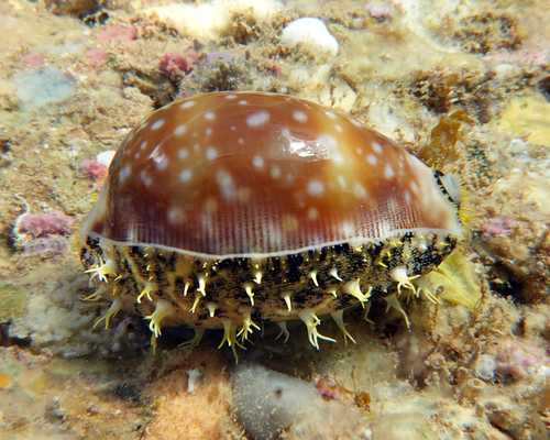 Calf Cowry