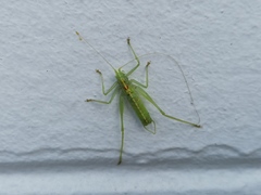 Meconema meridionale