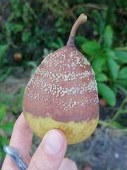 Monilinia fructigena