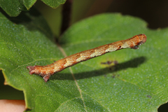 Cyclophora albipunctata