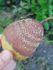 Monilinia fructigena