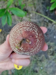 Monilinia fructigena