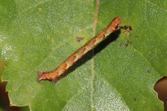 Cyclophora albipunctata