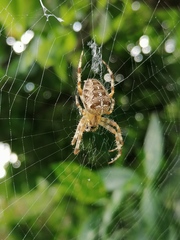Araneus diadematus