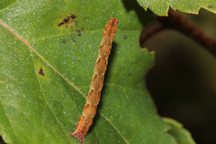 Cyclophora albipunctata