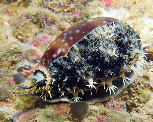 Calf Cowry