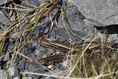 Oligosoma lineoocellatum