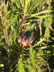 Protea longifolia