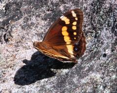 Aeropetes tulbaghia