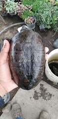 Kinosternon hirtipes