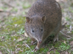 Isoodon obesulus obesulus