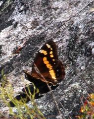 Aeropetes tulbaghia