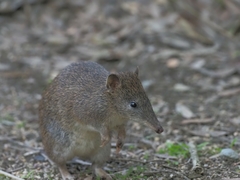 Isoodon obesulus obesulus