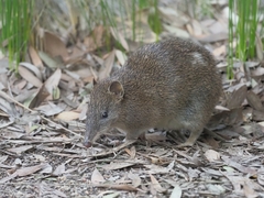 Isoodon obesulus obesulus