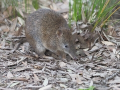 Isoodon obesulus obesulus