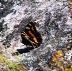 Aeropetes tulbaghia