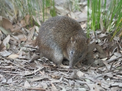 Isoodon obesulus obesulus