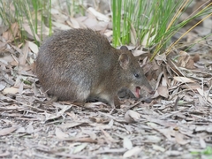 Isoodon obesulus obesulus