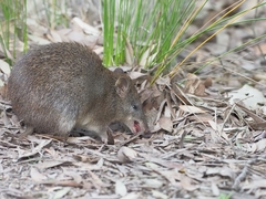 Isoodon obesulus obesulus