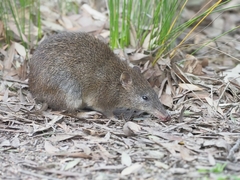 Isoodon obesulus obesulus