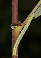 Cabera exanthemata