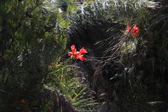 Gladiolus cardinalis