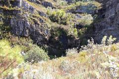 Gladiolus cardinalis