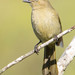 Sombre Greenbul - Photo (c) tobiepsg, some rights reserved (CC BY-NC)