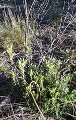 Acrothamnus montanus