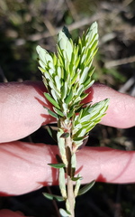 Acrothamnus montanus