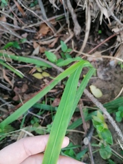 Cymbopogon pospischilii