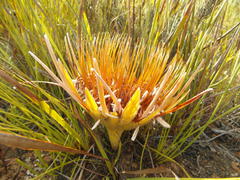 Protea lorea