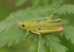 Chorthippus dichrous