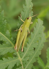 Chorthippus dichrous