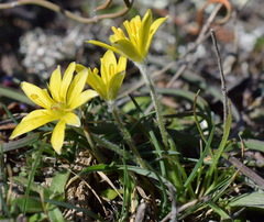 Gagea granatellii