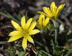 Gagea granatellii