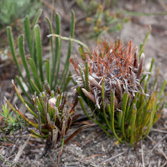 Protea aspera