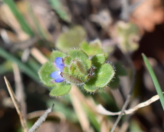 Veronica triloba