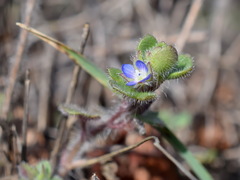 Veronica triloba