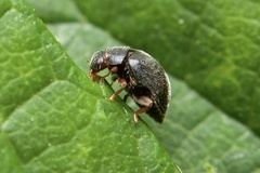 Scymnus rubromaculatus