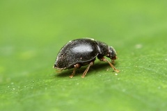 Scymnus rubromaculatus