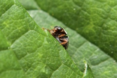 Scymnus rubromaculatus