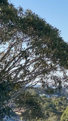 Phylidonyris
