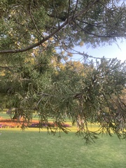 Araucaria cunninghamii