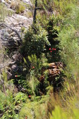Gladiolus cardinalis