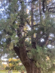 Araucaria cunninghamii