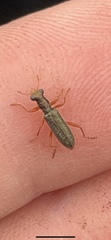 Lemidia subaenea