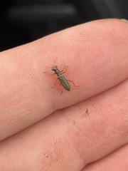 Lemidia subaenea