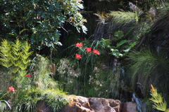 Gladiolus cardinalis