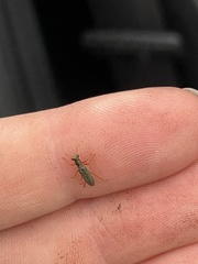 Lemidia subaenea